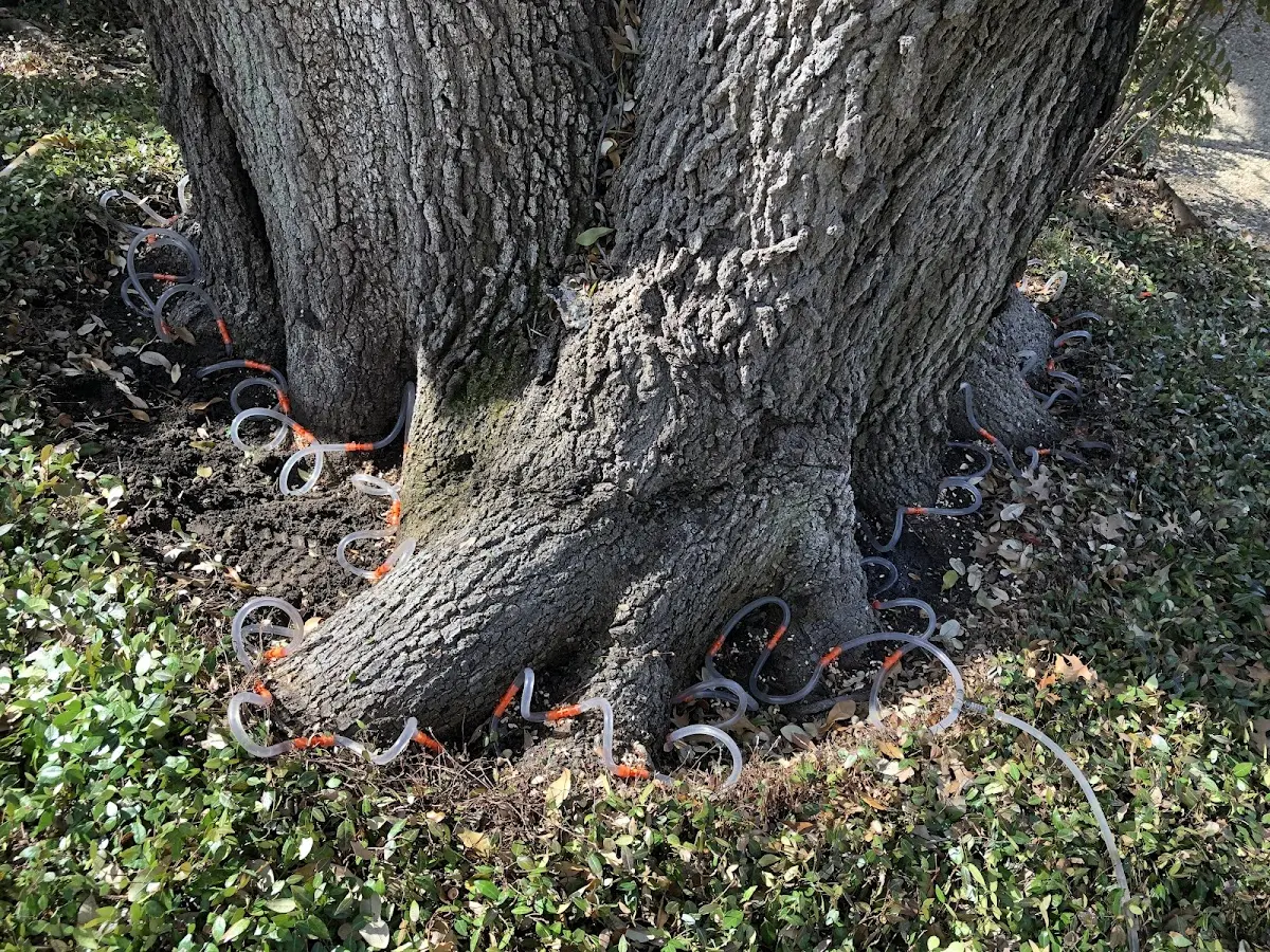 Detailed Tree Cabling and Bracing job site in Antes Fort