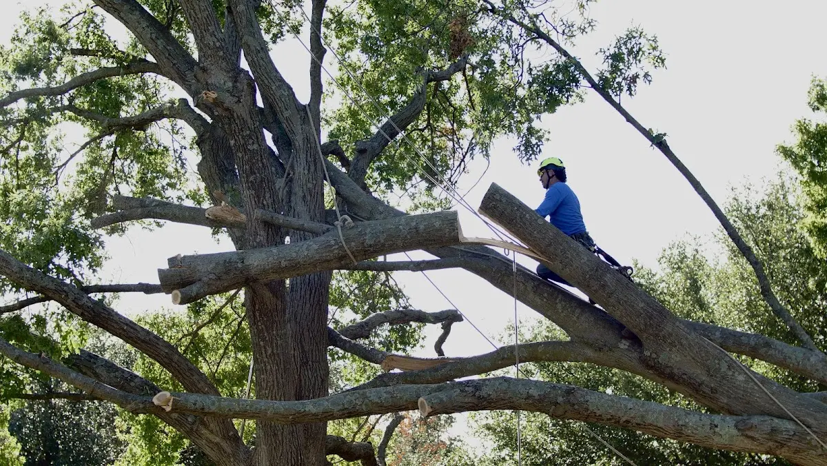 Professional Crown Thinning performed by certified arborists in Antes Fort